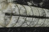 Polished Fossil Orthoceras (Cephalopod) - Morocco #138408-1